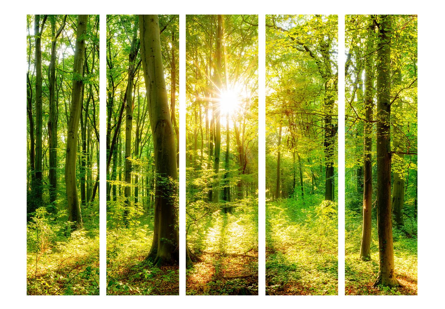 Biombo barato Rayos del bosque II - paisaje de vegetación en el bosque y luz solar