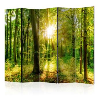Biombo barato Rayos del bosque II - paisaje de vegetación en el bosque y luz solar
