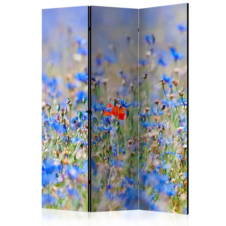 Prado Azul - Manzanilla - flores azules en verano