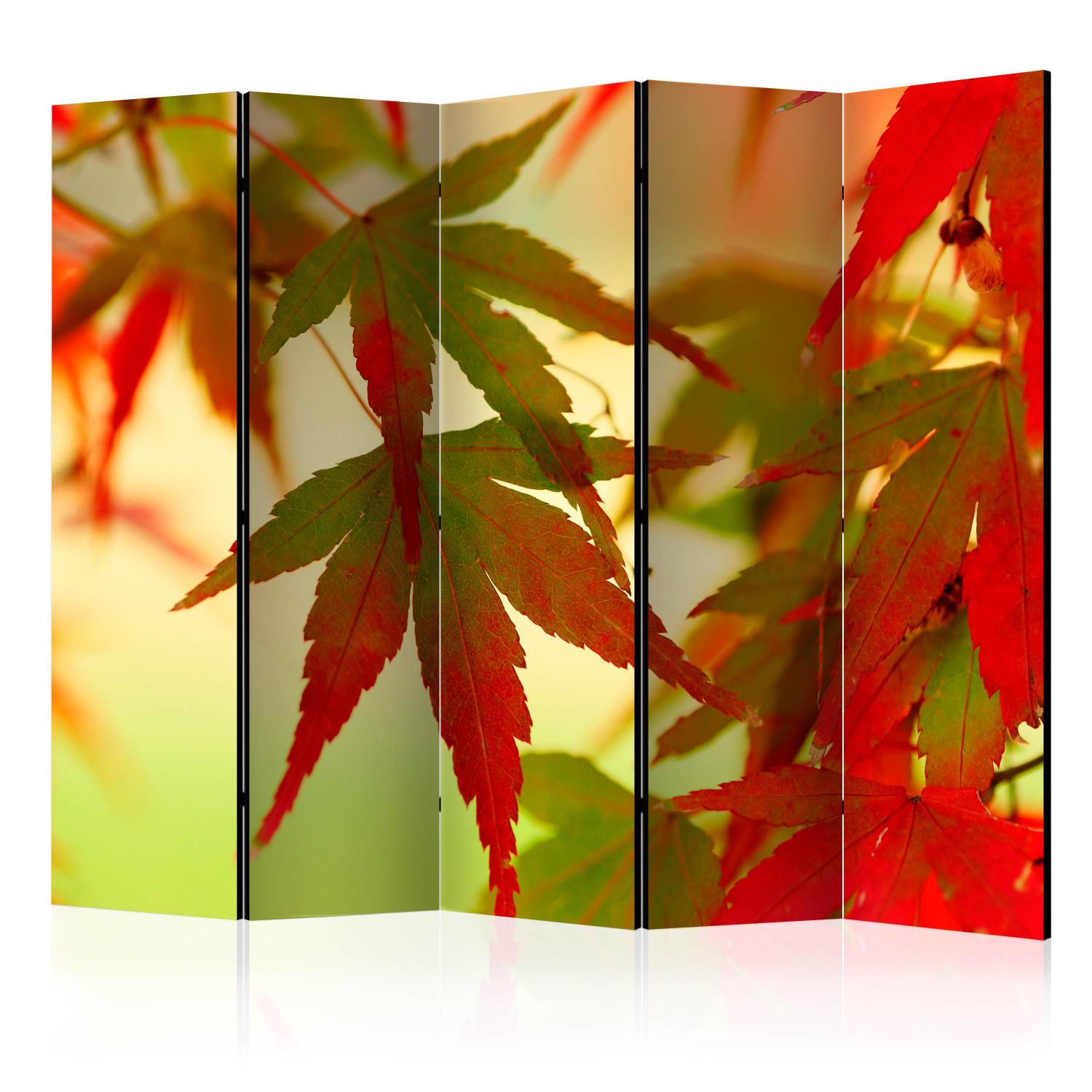 Biombo decorativo Hojas Coloridas II - Árbol con hojas rojas y verdes sobre fondo claro