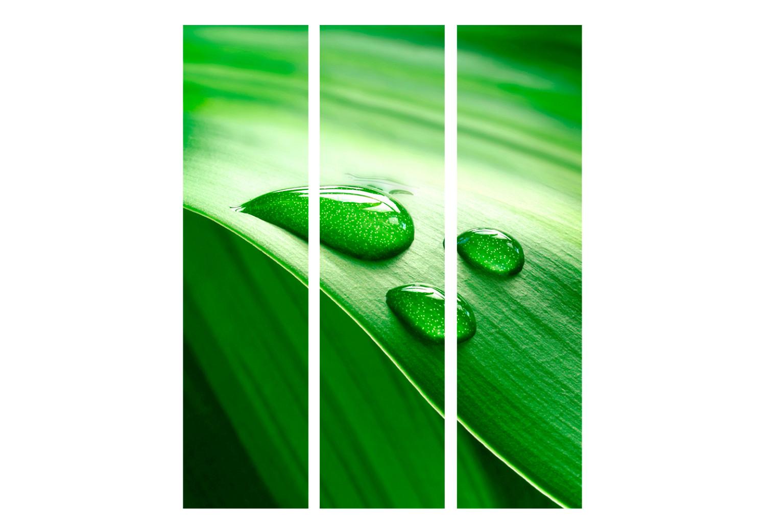 Biombo original Hoja y Tres Gotas de Agua - Composición verde de la naturaleza