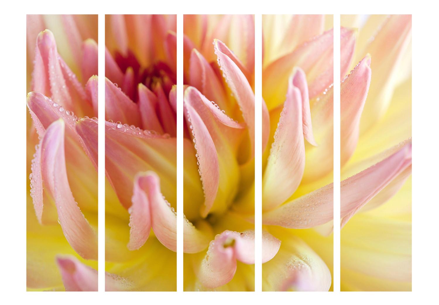 Biombo Pastel colored dahlia flower with dew drops II [Room Dividers]