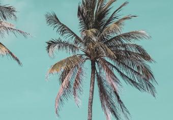 Cuadro decorativo Tres palmeras - imagen de tres árboles contra el cielo azul