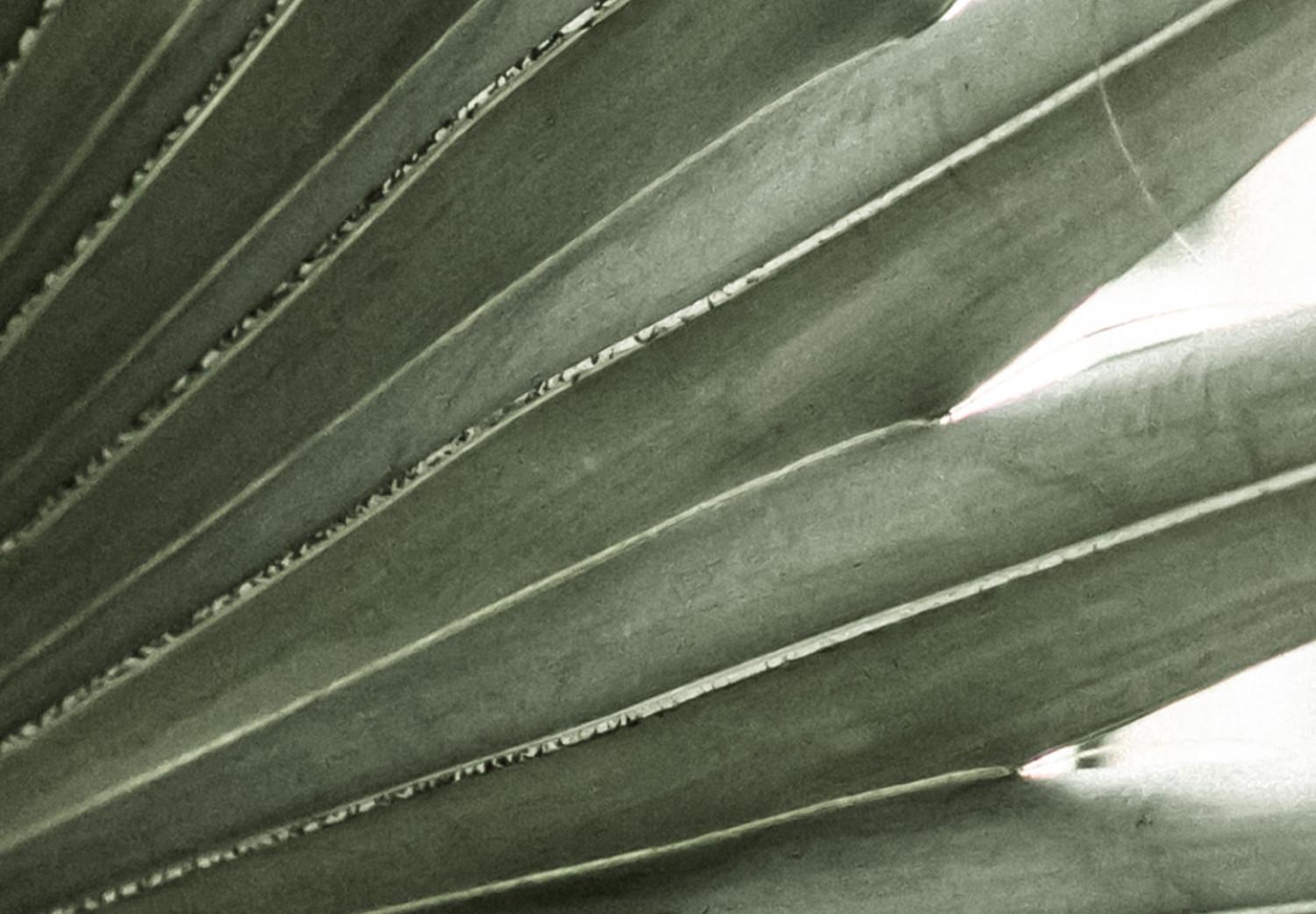 Cuadro moderno Agujas de plantas - imagen de plantas exóticas afiladas en verde frío