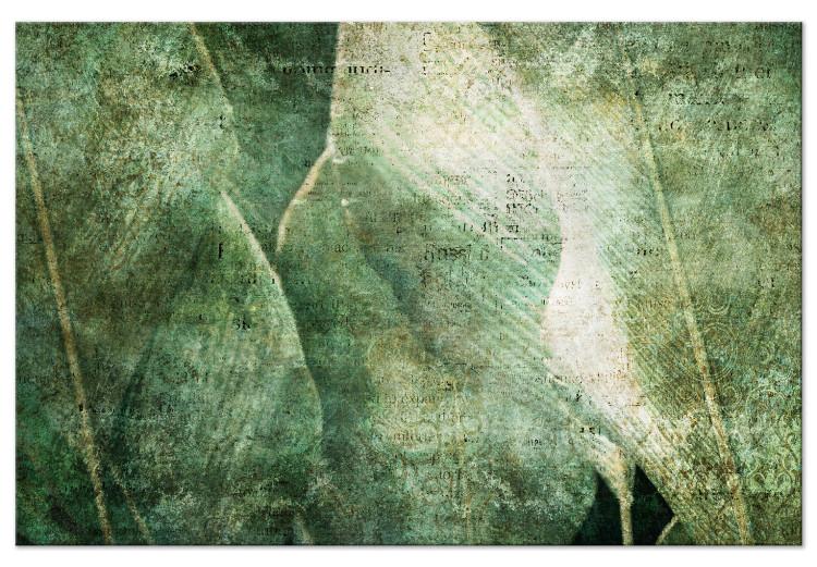 Hojas grandes - imagen frotada de hojas de una planta exótica