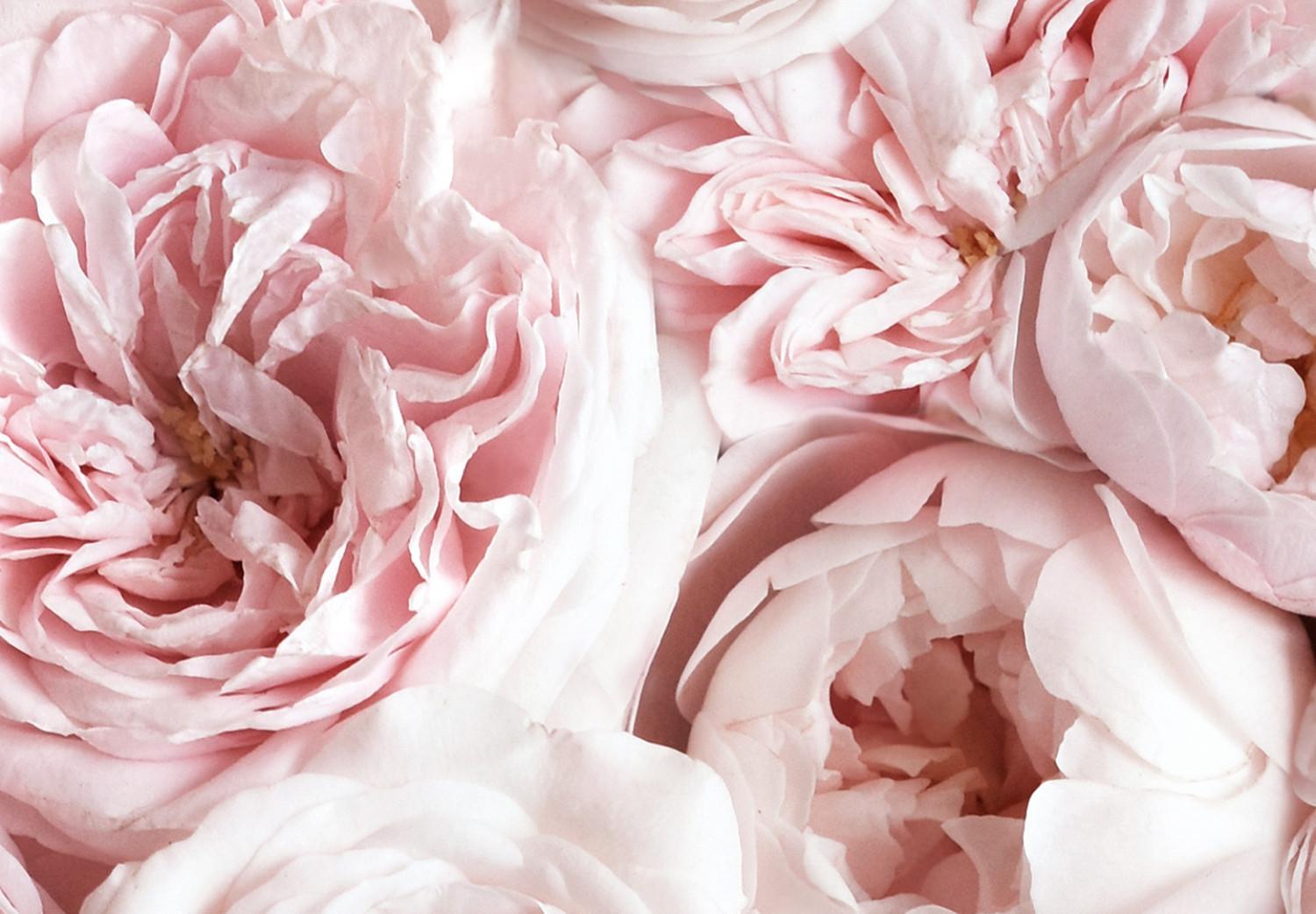 Cuadro decorativo Alfombra de rosas - flores vistas desde arriba en color rosa claro