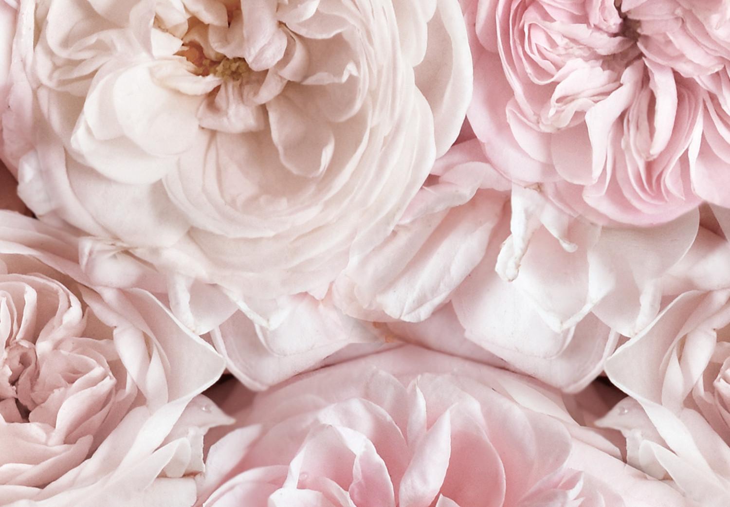 Cuadro decorativo Alfombra de rosas - flores vistas desde arriba en color rosa claro