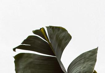 Cuadro decorativo Alto verde - hojas de una planta exótica que sube al cielo