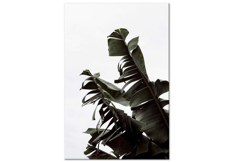 Alto verde - hojas de una planta exótica que sube al cielo