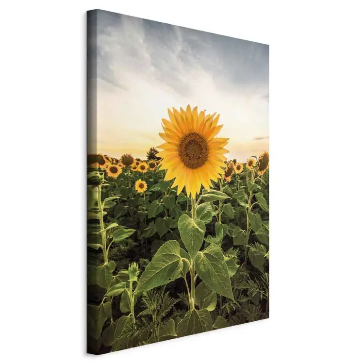 Campo de girasoles vertical - paisaje primaveral de prado