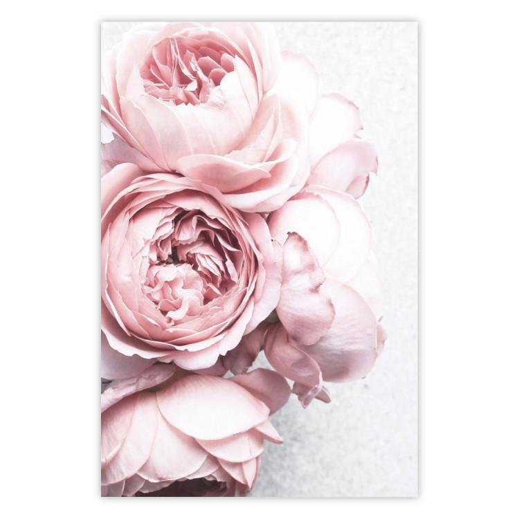 Aroma rosa - flores rosas sobre fondo claro
