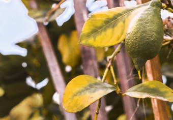 Cuadro Huerto de limones - foto de un jardín italiano con un limonero