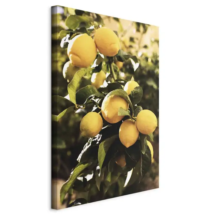 Limonero - foto de una rama de árbol con fruta madura