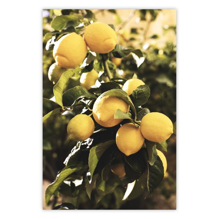 Cítricos italianos - limones sobre plantas
