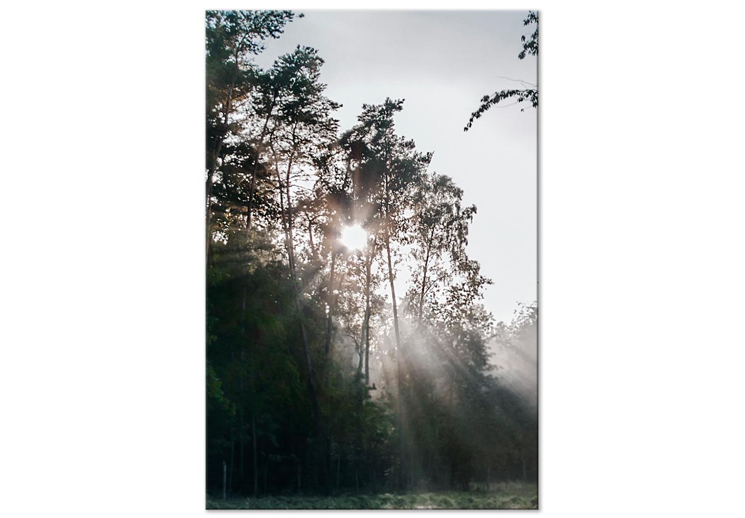 Cuadro moderno El sol se abre paso entre los árboles - foto de un paisaje forestal