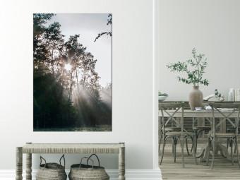 Cuadro moderno El sol se abre paso entre los árboles - foto de un paisaje forestal
