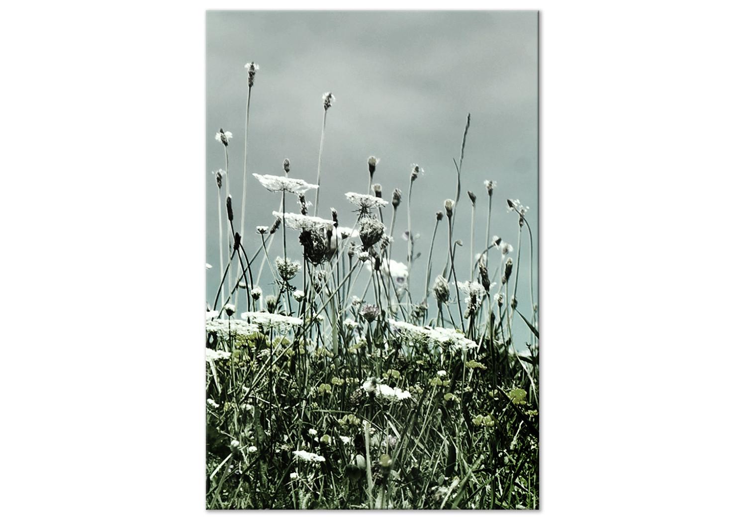 Cuadro Campo de amapolas blancas - foto de paisaje con cielo gris de fondo