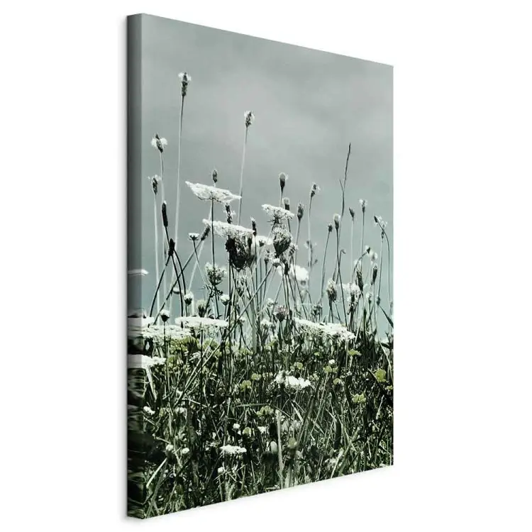 Campo de amapolas blancas - foto de paisaje con cielo gris de fondo