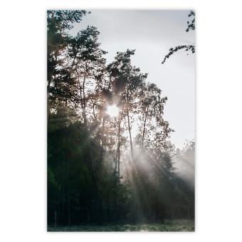 Poster Nueva Esperanza - paisaje de bosque al amanecer