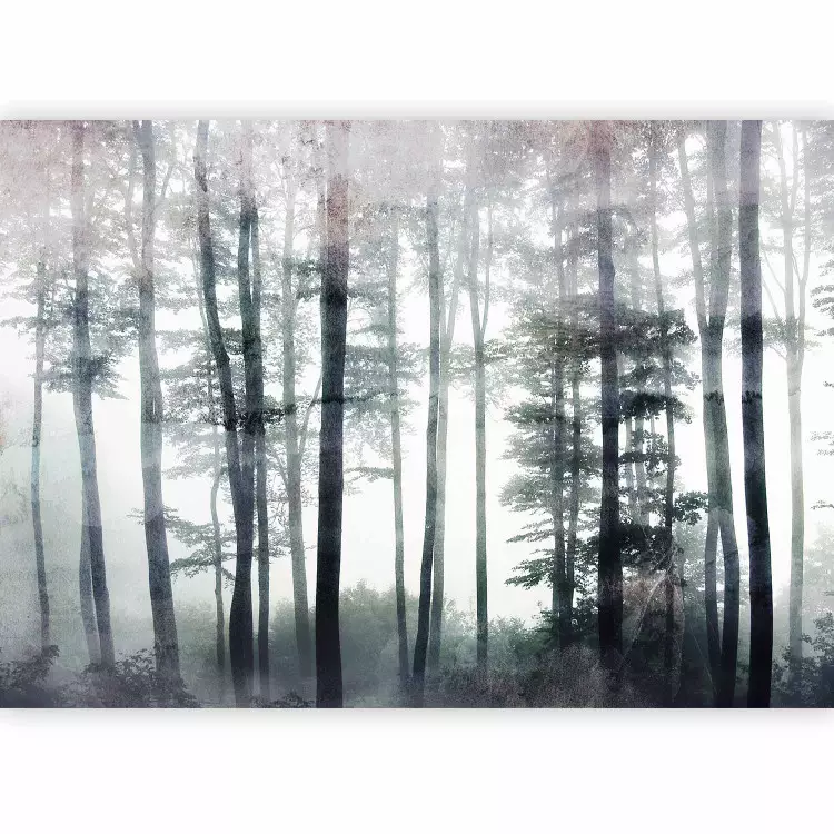 Paisaje de un bosque nebuloso - árboles de un bosque en la niebla