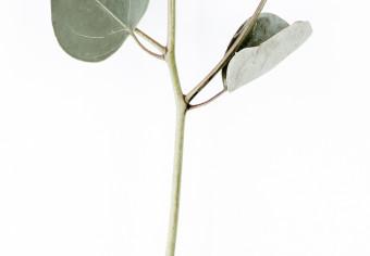 Cuadro moderno Silver Eucalyptus