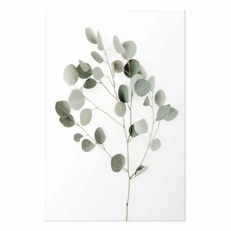 Cartel Silver Eucalyptus [Poster]
