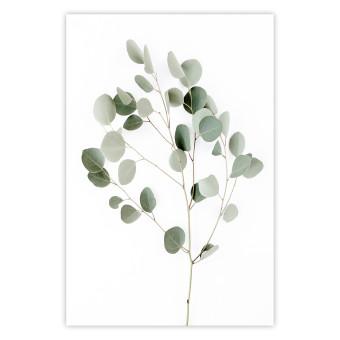 Cartel Silver Eucalyptus [Poster]