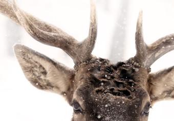 Cuadro moderno Ciervo nieve (1 pieza) vertical - animal, invierno gélido