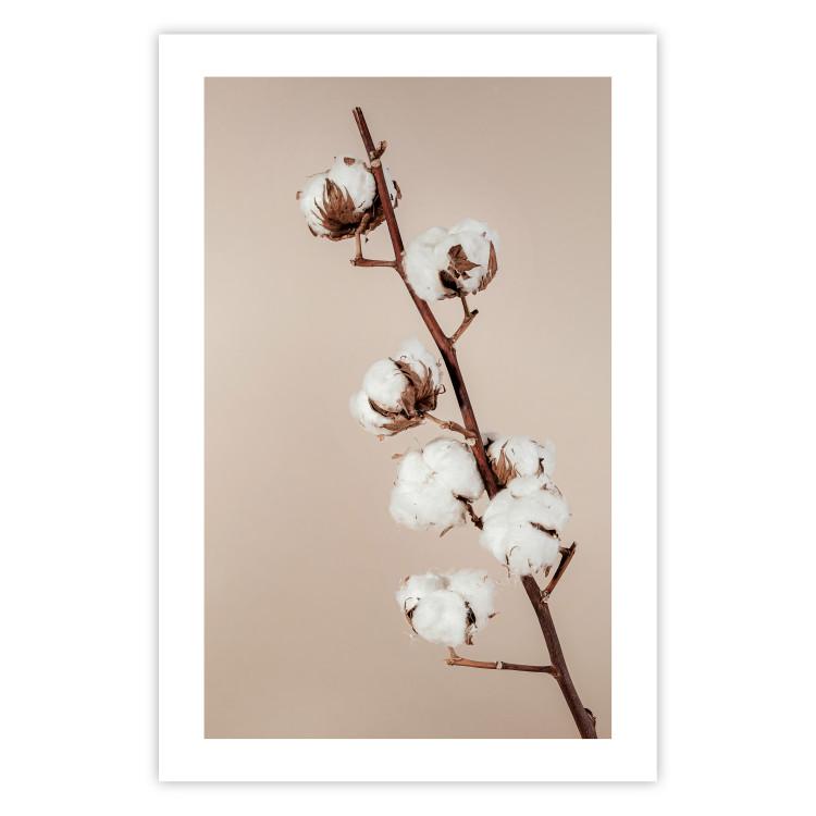 Suavidad de algodón - planta con suaves flores blancas sobre beige