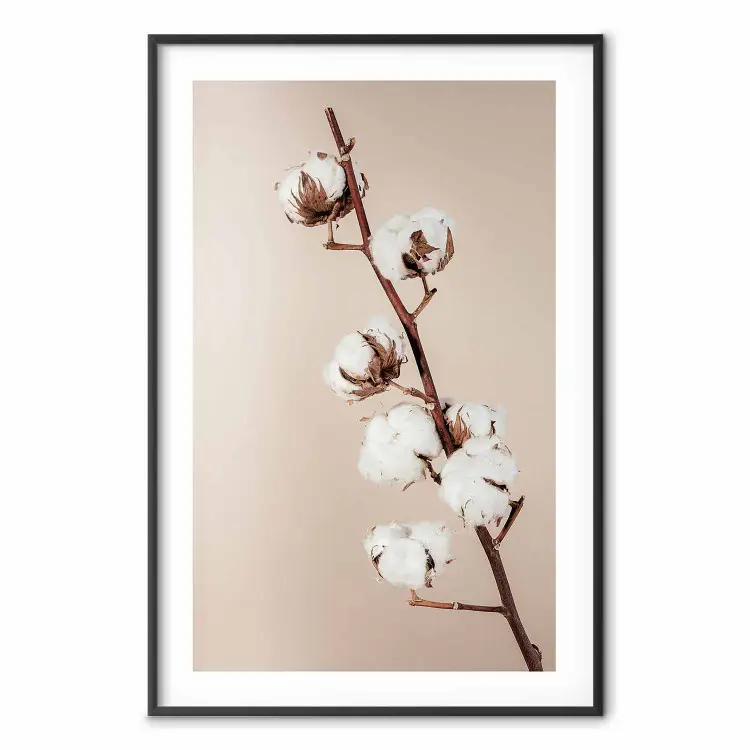 Suavidad de algodón - planta con suaves flores blancas sobre beige