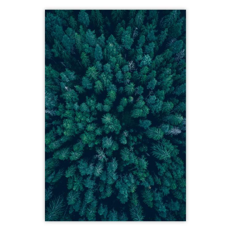 Maravilloso viaje: vista aérea de la composición del bosque.