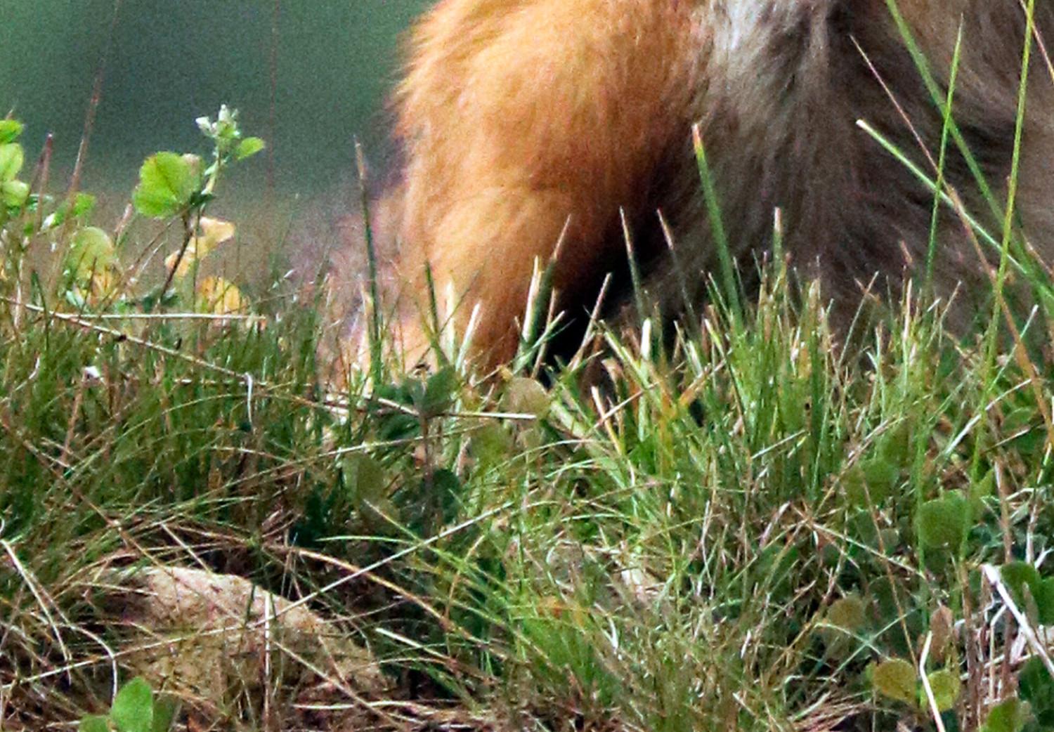 Poster Cazador rojo - retrato animal en bosque borroso