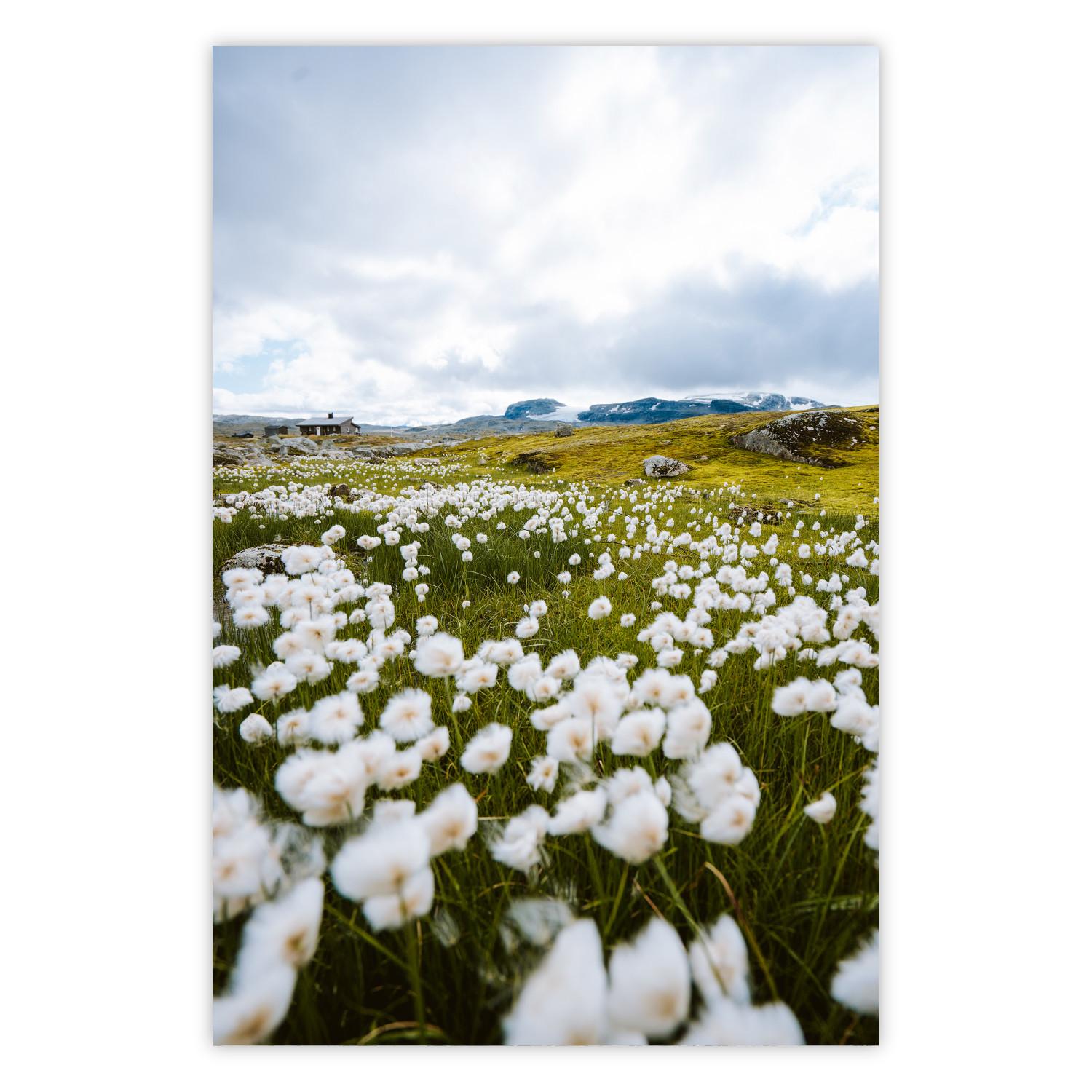 Póster Pradera del norte - pradera con flores en montañas