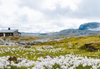 Póster Pradera del norte - pradera con flores en montañas