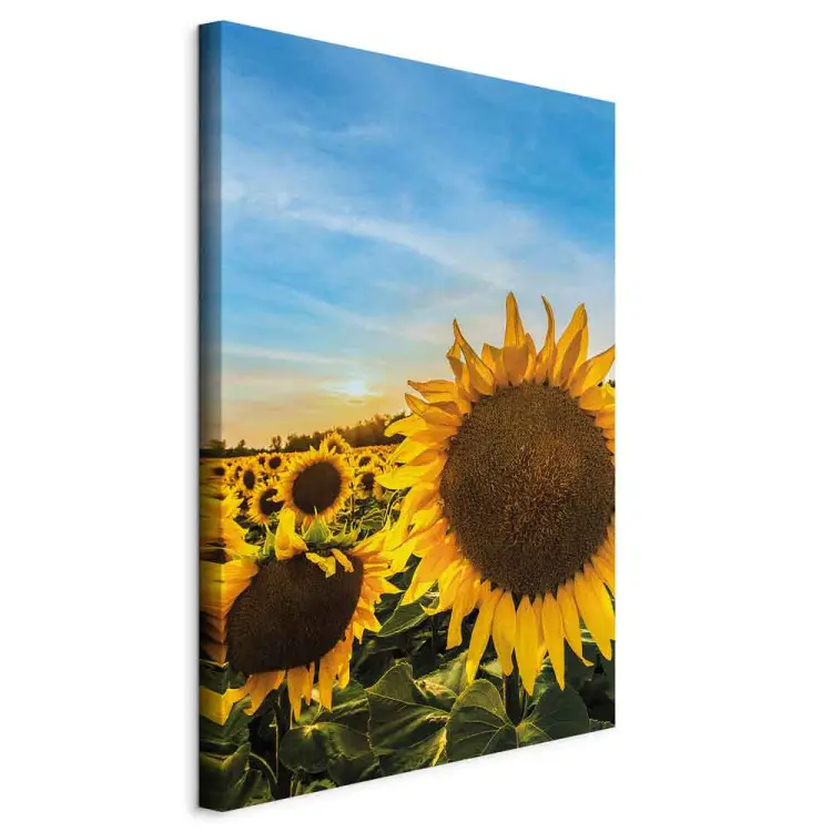 Flores de la paz - girasoles en un campo extenso