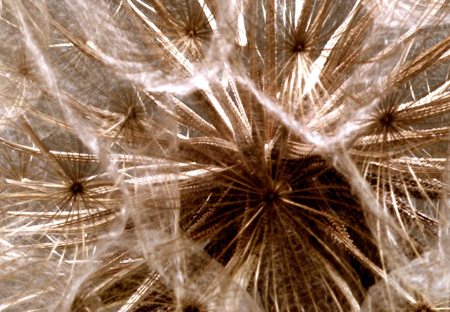 Cuadro decorativo Luz Diente León (1-parte) - semillas flor, viento