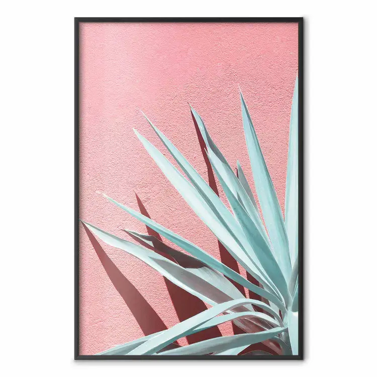 A pleno sol - hojas de celadón dando sombra sobre una pared rosa