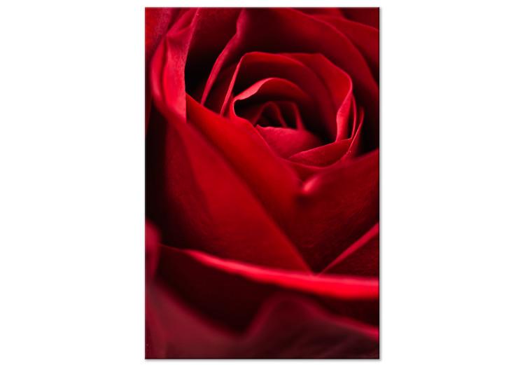 Flor roja (1 parte) - acercamiento a delicados pétalos de rosa