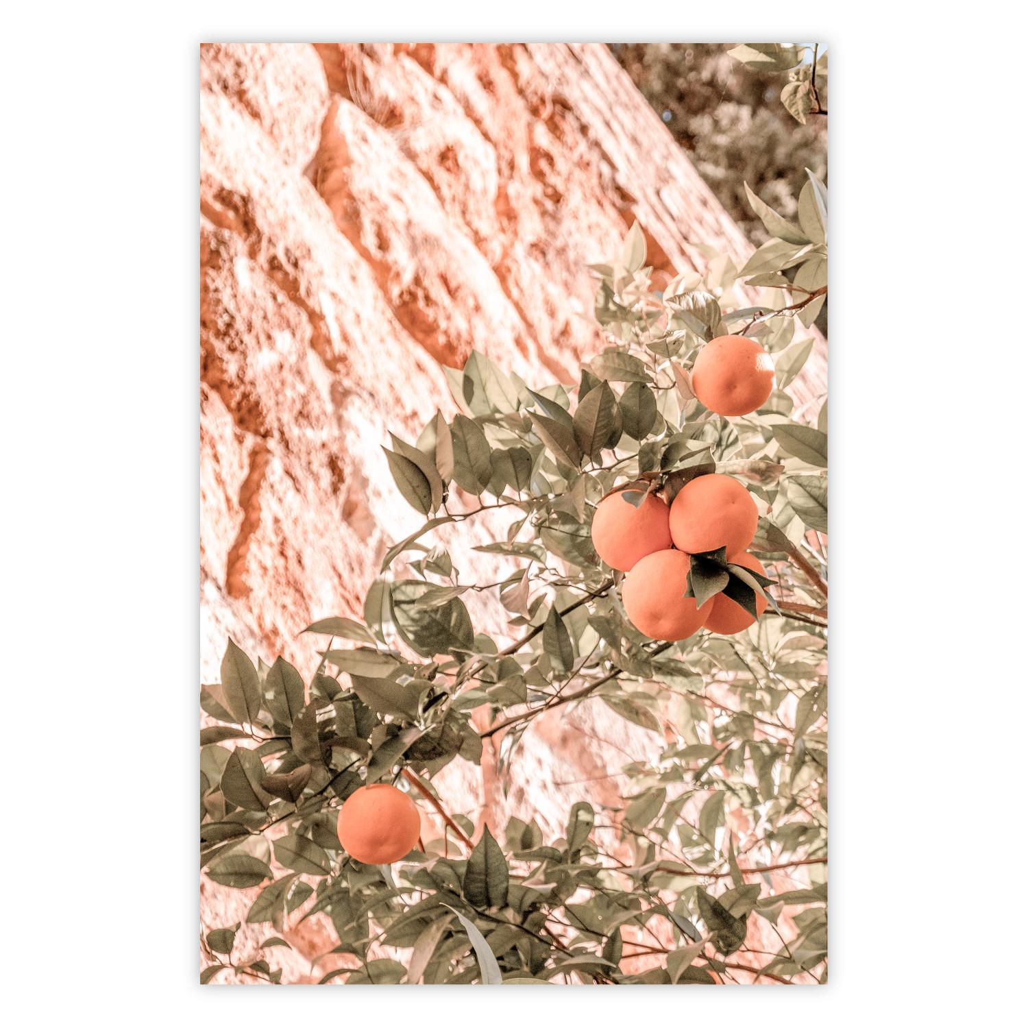 Poster Young Clementines - Branch of a Mandarin Tree With Fruits