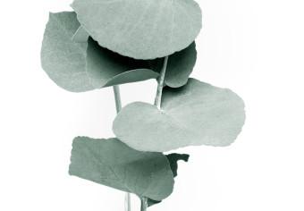 Cuadro Eucalyptus Twigs - Minimalist Plant Leaves on a White Background