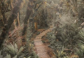 Cuadro decorativo Way of Nature - Wooden Path Leading through the Paradise Jungle