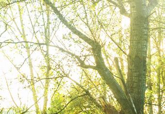 Cuadro redondos moderno Sunny Forest - A Photo of Trees Illuminated by Summer Rays