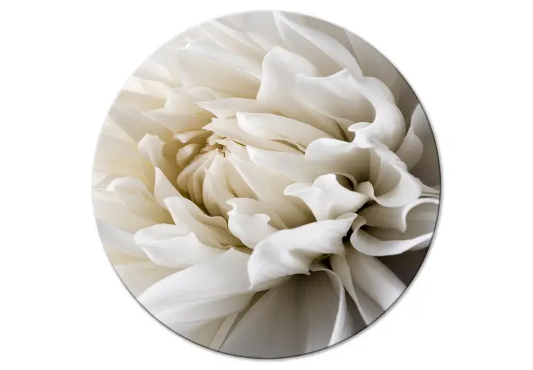 Flor blanca - un capullo desplegado en una cálida luz crema