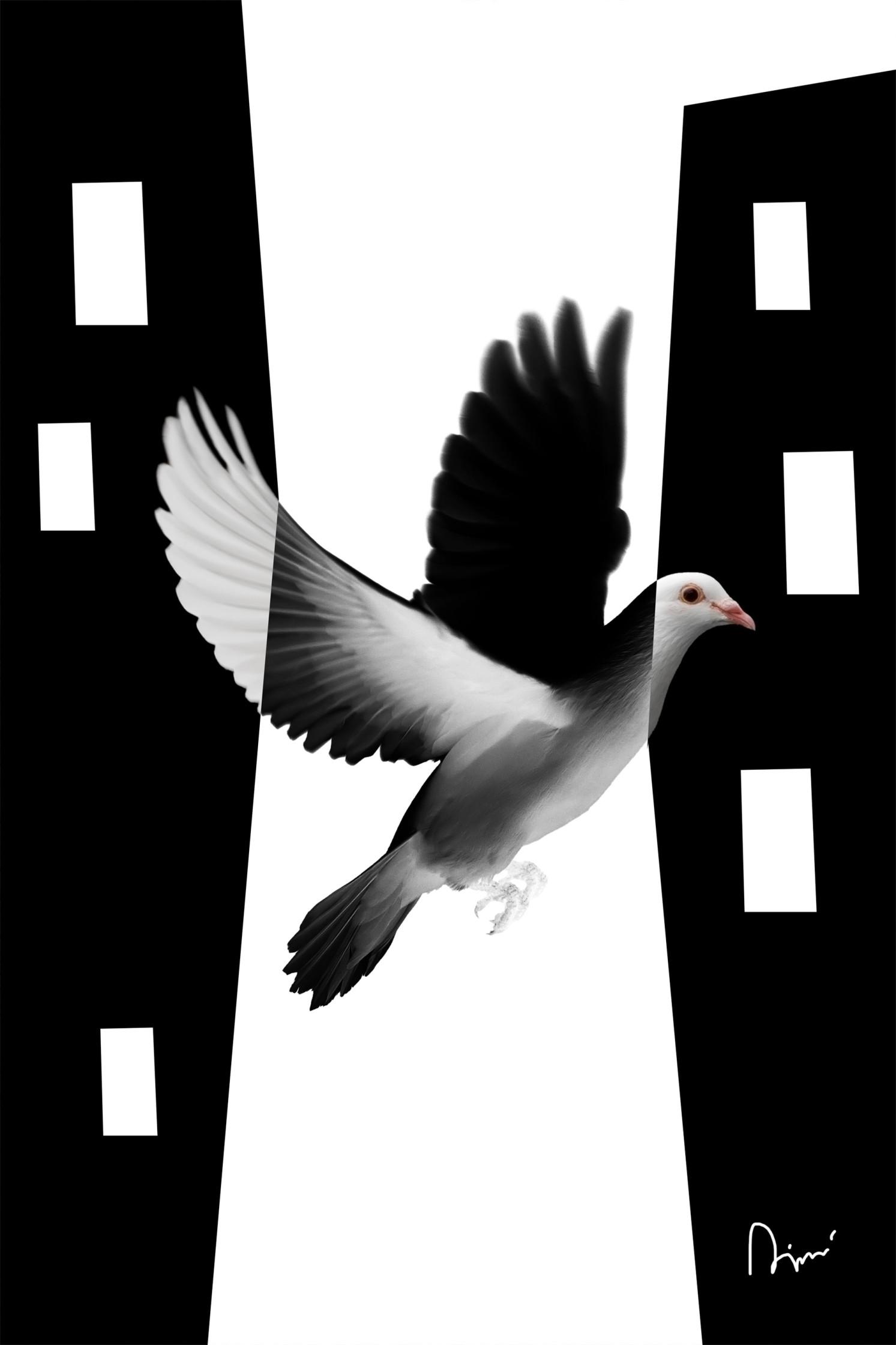 Poster White Dove [Poster]