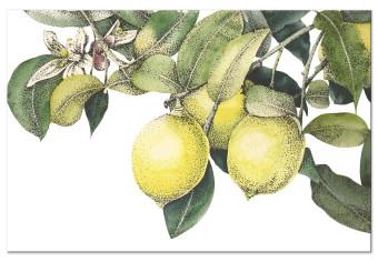 Cuadro decorativo Lemons and Leaves - Colorful Drawing of Citrus Fruits on the Tree