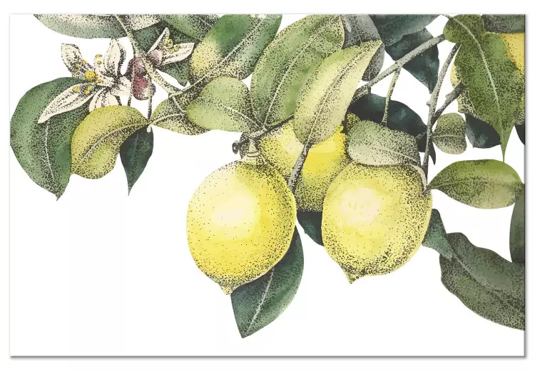 Limones y hojas (1-parte) - frutos cítricos coloridos en un árbol