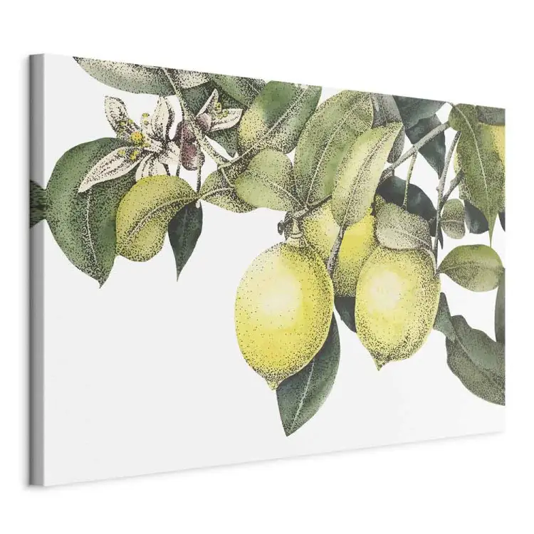 Limones y hojas - frutos cítricos coloridos en un árbol