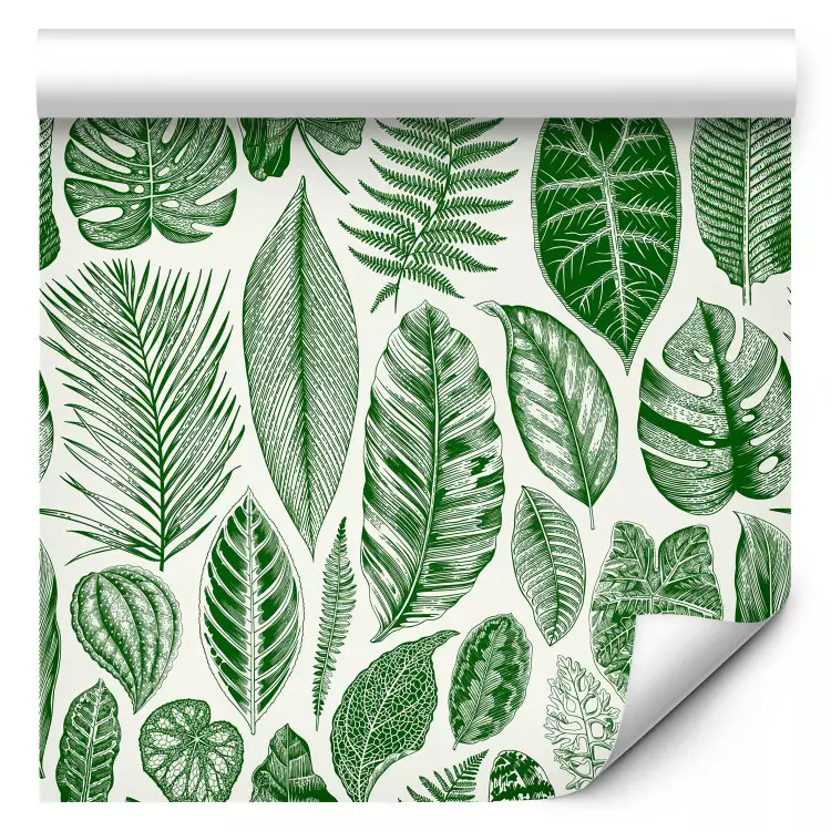 Naturaleza verde - varios especies y tamaños de hojas en fondo blanco