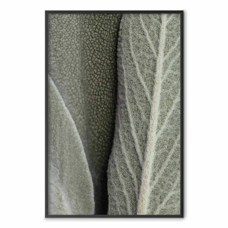 Planta de salvia - detalle de hojas rugosas