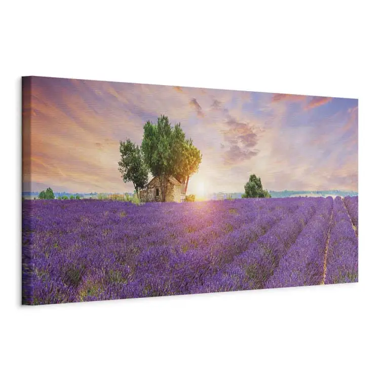 Provenza - puesta de sol sobre vastos campos de lavanda y una casa de campo